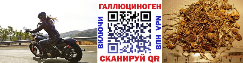 Галлюциногенные грибы Cubensis закладка Североморск